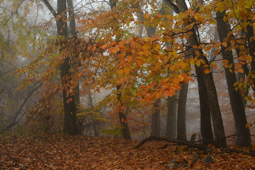 Краски осени