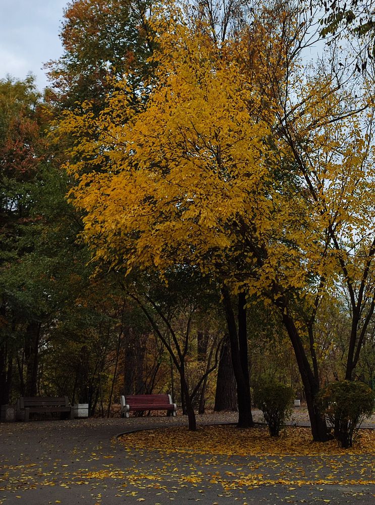 Осень в парке