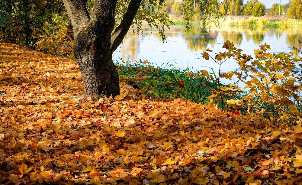 Photograph by Элеонора