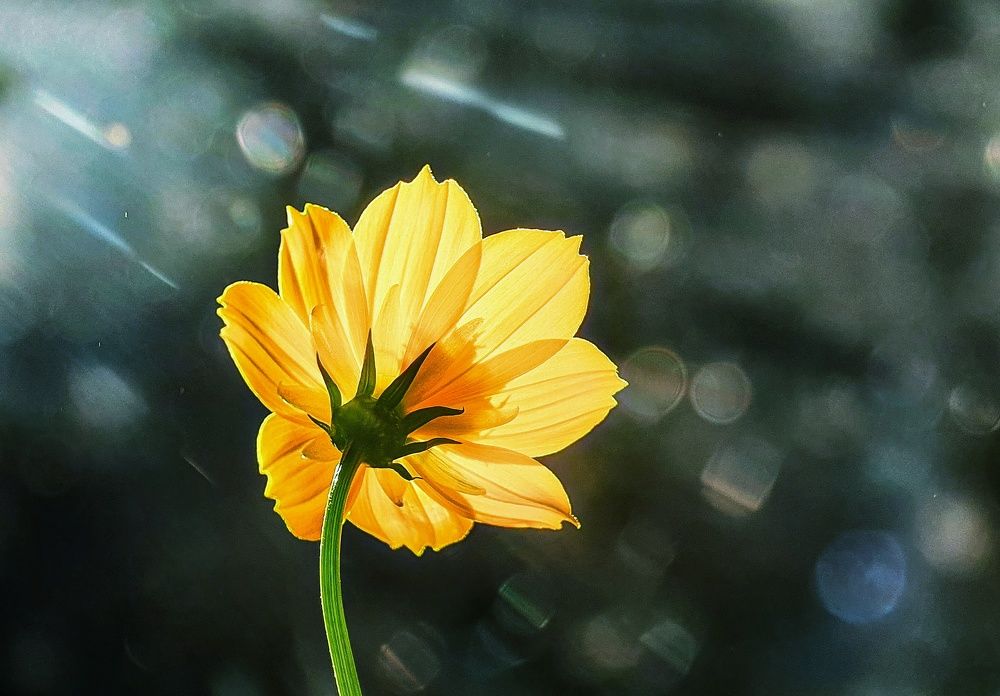 Photograph by Lien Nguyen