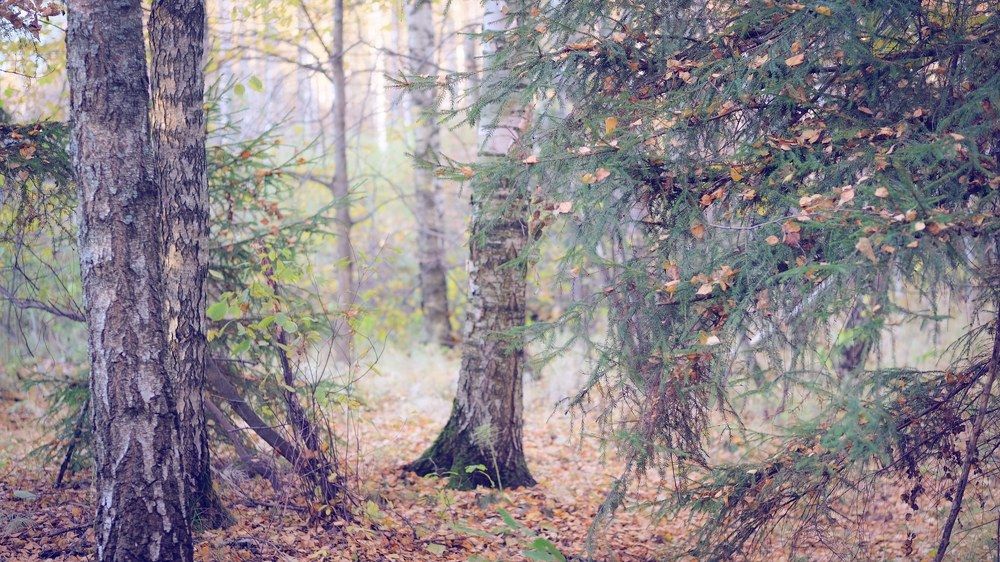 Photograph by Элеонора