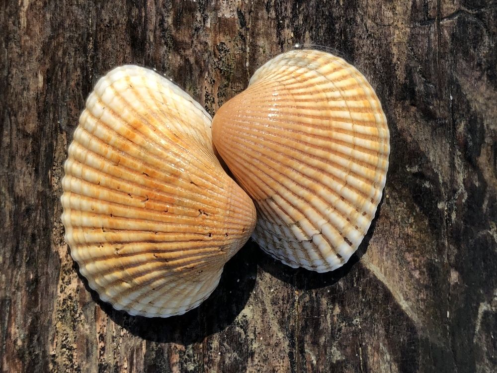 Photograph by Alexandr Tulinov