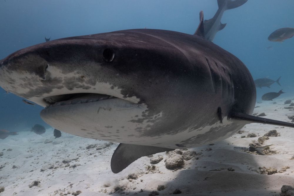 Photograph by vinay abraham mathew