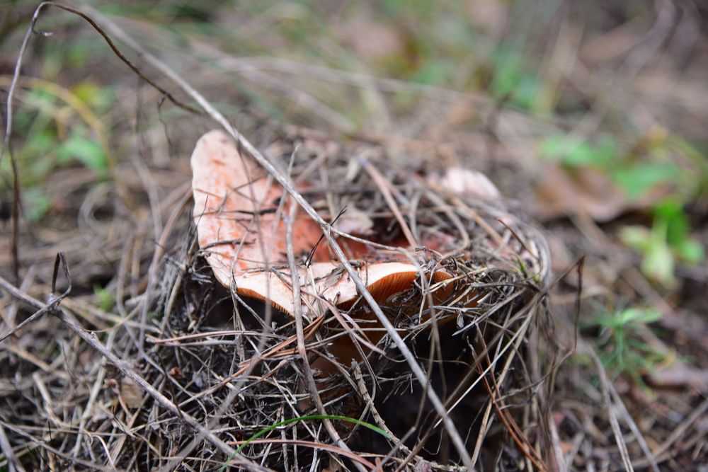 Photograph by Андрей Митькин