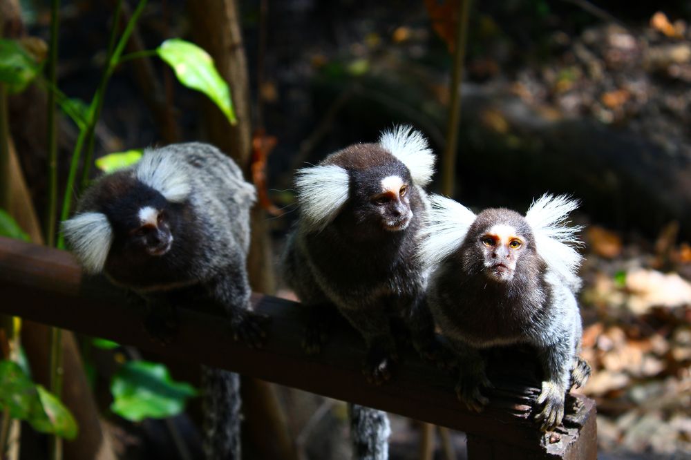 Фотография автора José Flávio Cavalcante Pinheiro Filho