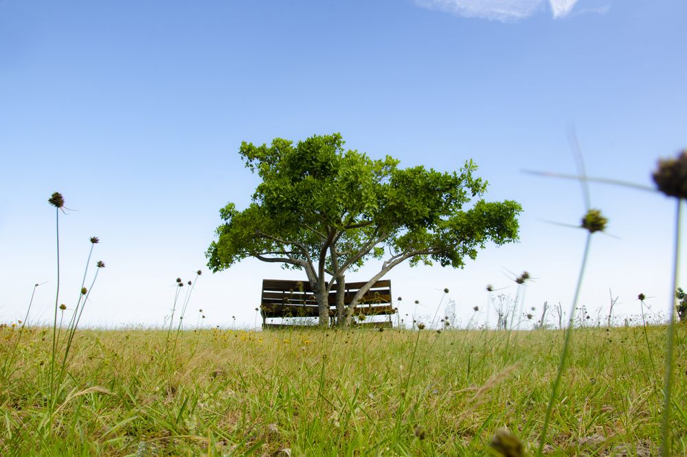 Photograph by Luís Schossler