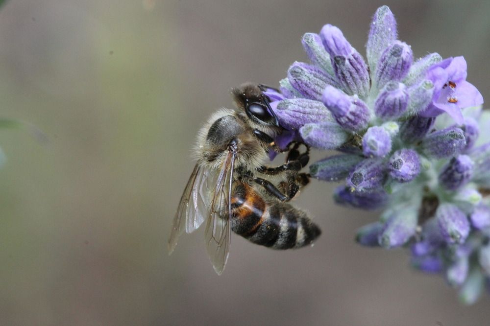 A picture of a bee on the lavender