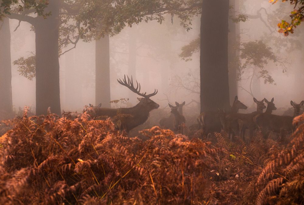 Photograph by Оксана Мерзликина