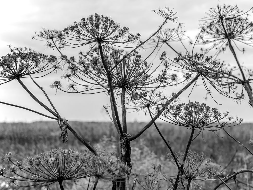 Photograph by Грашин Игорь Алексеевич