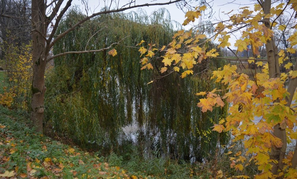 Photograph by Александр Борисович Шкурат