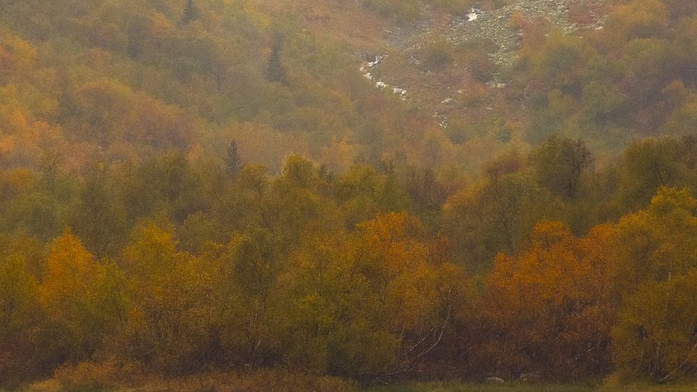 Photograph by Галина Полищук