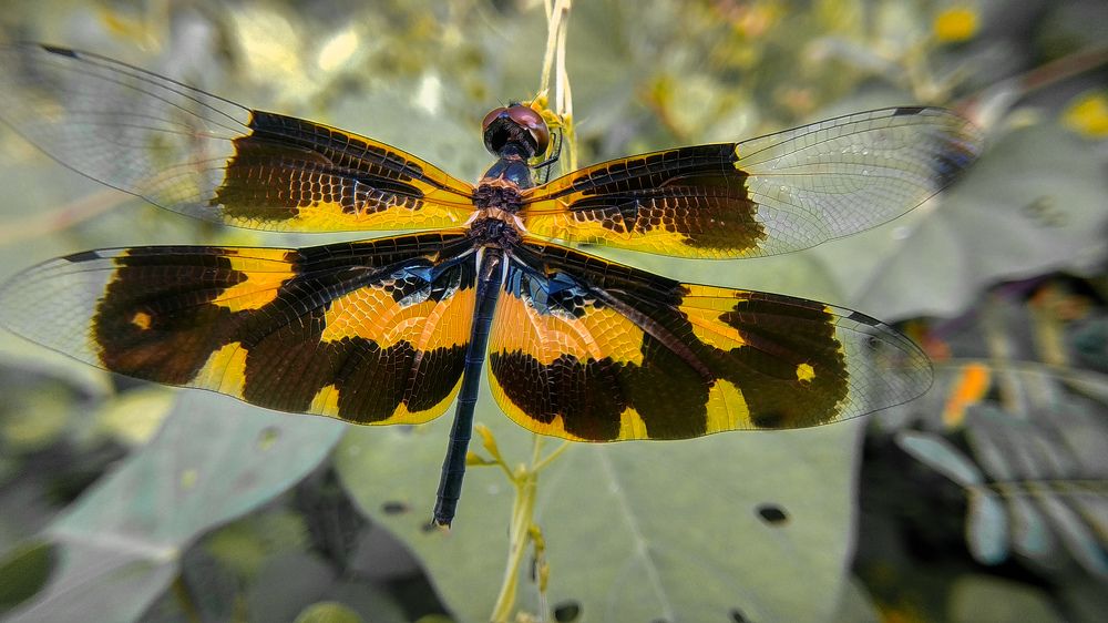 Common picture wing dragonfly