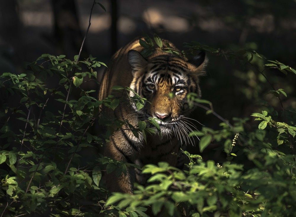 Фотография автора Sunny Saha Pramanick