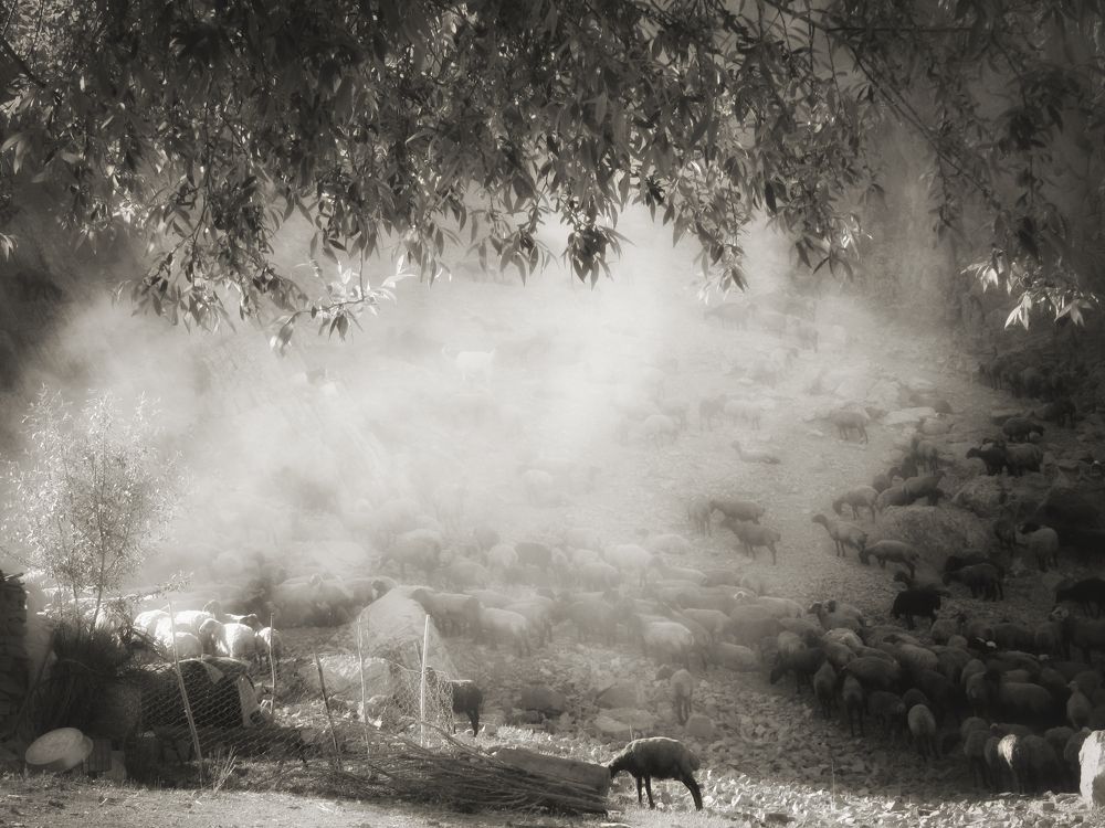 Photograph by Javad zavvar