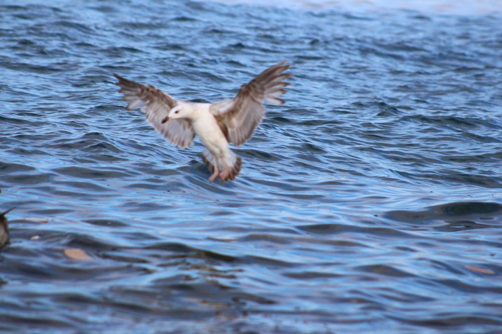 Photograph by Musa Abdulehed ER