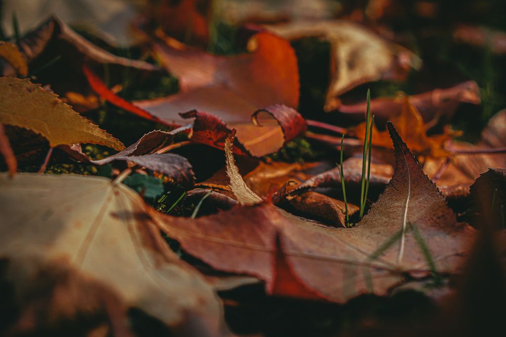 Photograph by Эльза Чанба