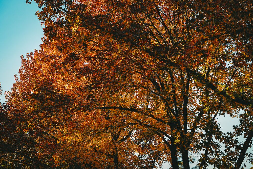 Photograph by Эльза Чанба