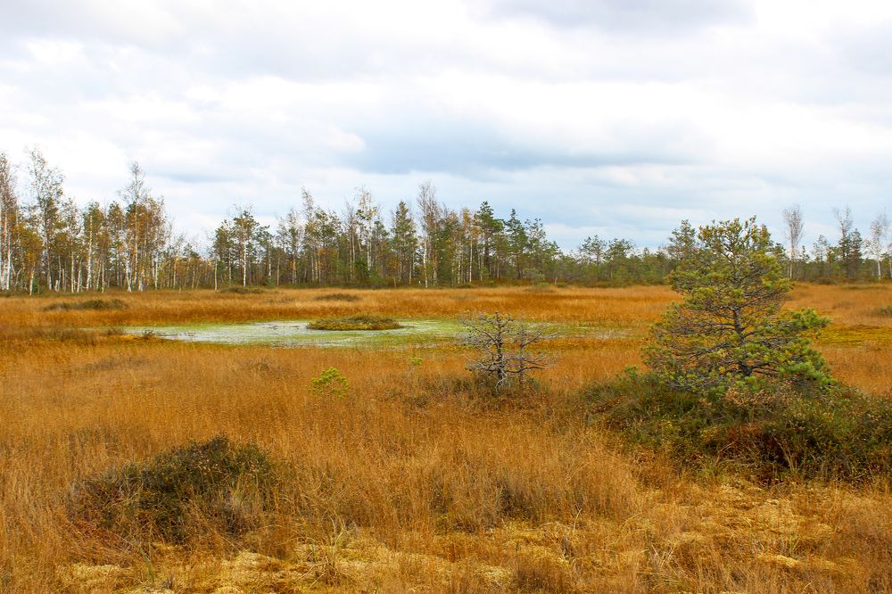 Болото Ельня в октябре