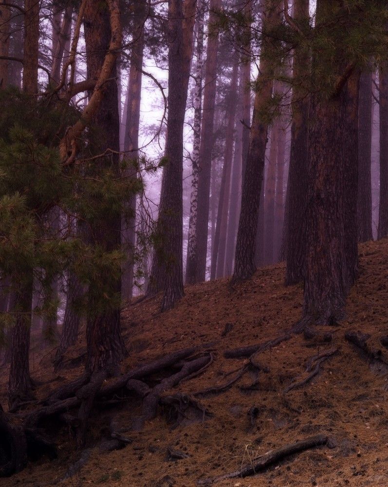 Фотография автора Кирилл Баканов