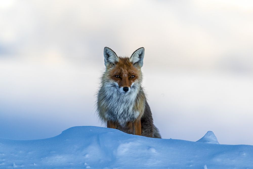 Photograph by Константин Кукушкин