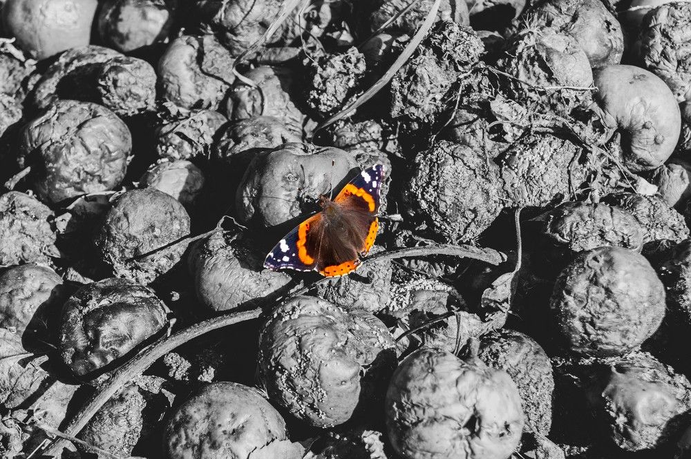 Мгновение и вечность