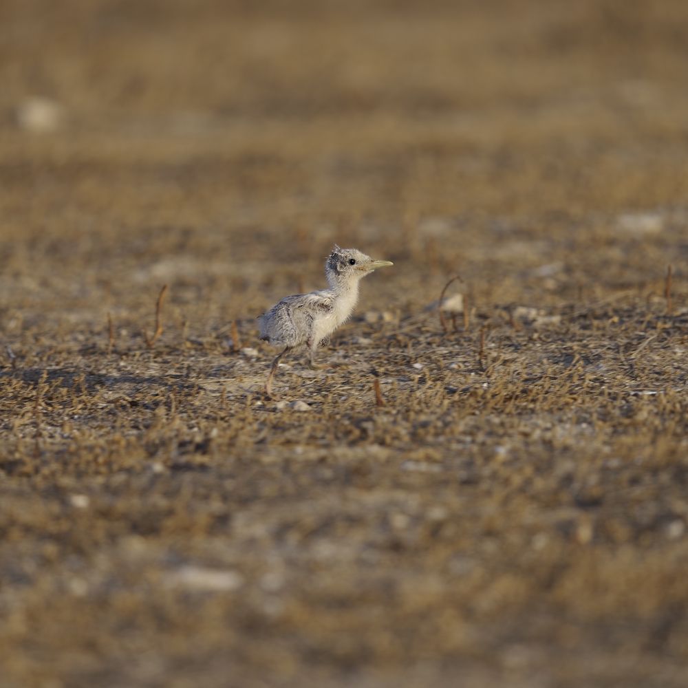 Typical tern chick