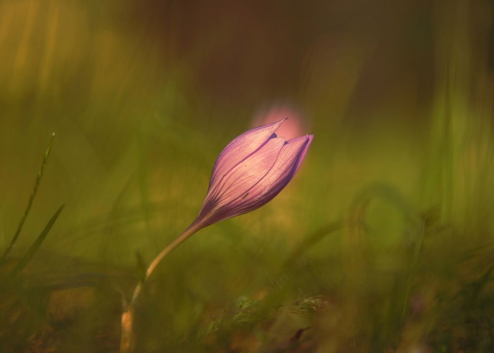 Photograph by Krasimira Nedelcheva