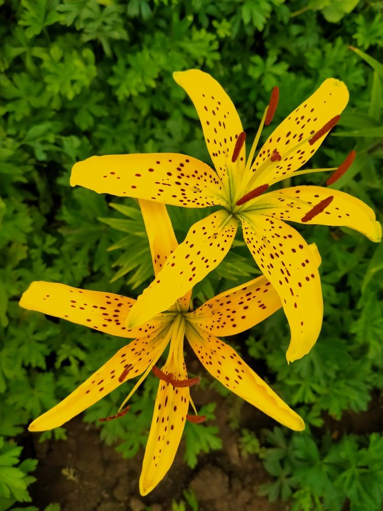 Photograph by Елена Чурынина