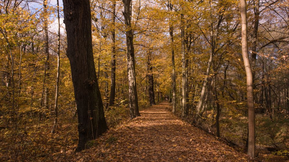 Осень в парке