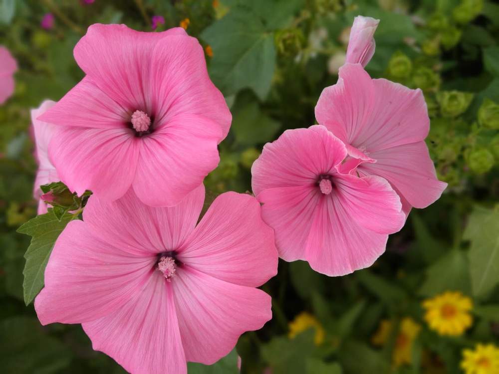 Photograph by Елена Чурынина