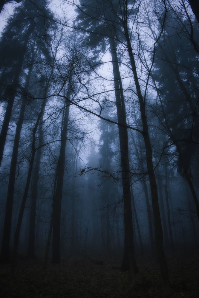 Аокигахара