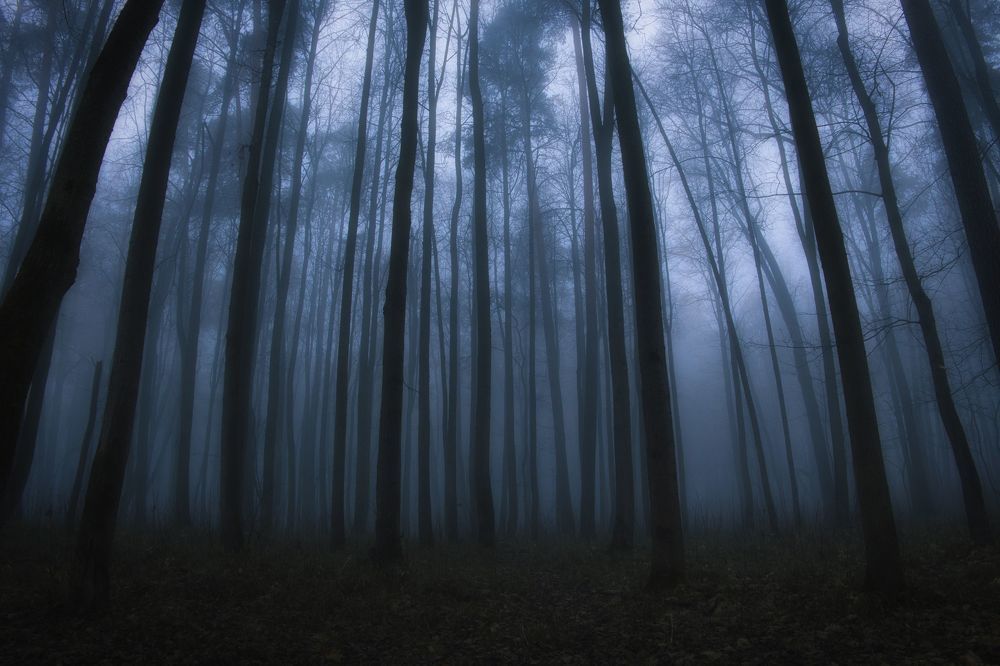 Аокигахара II