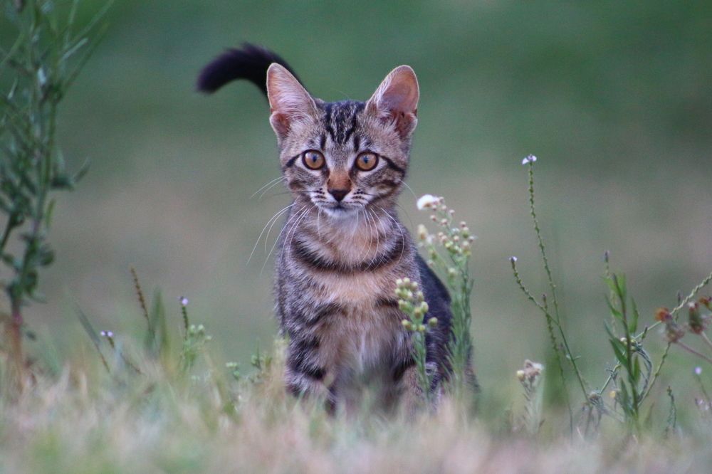 Photograph by Musa Abdulehed ER