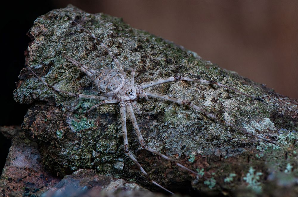 Photograph by Chamara Sulakkhana Polwatta Siriyalage