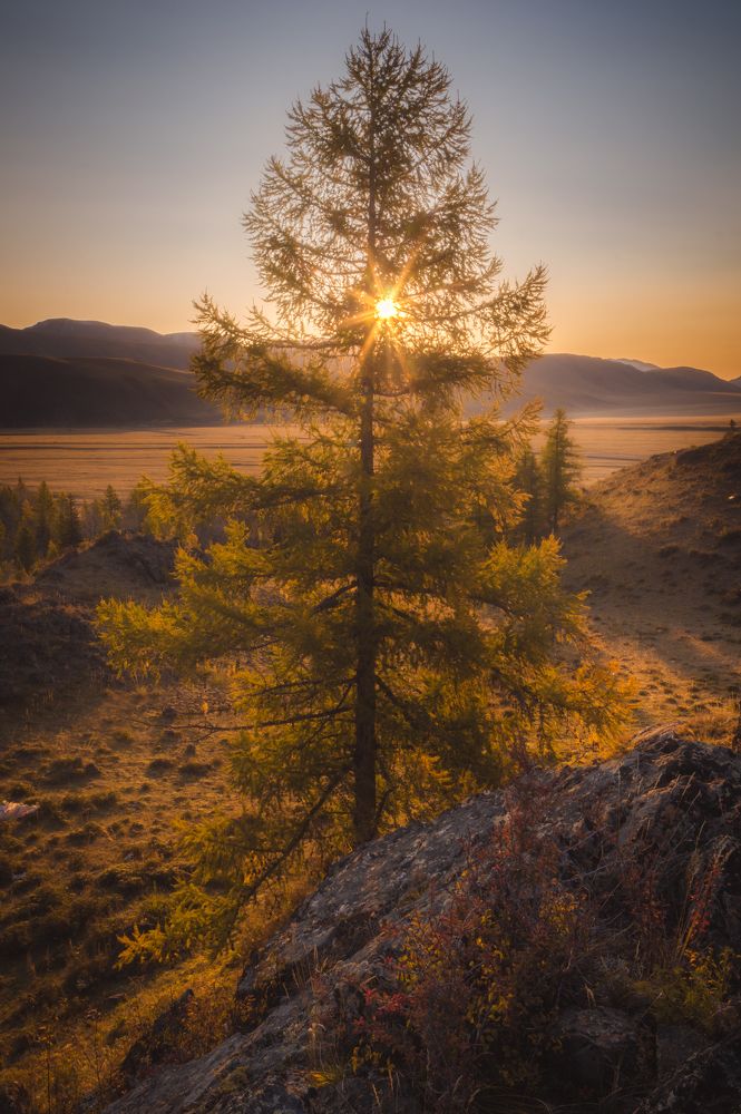 Горящая лиственница