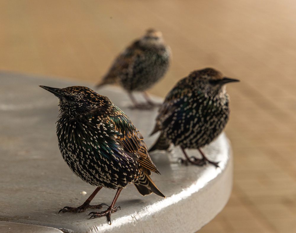 Photograph by Владимир Брагилевский