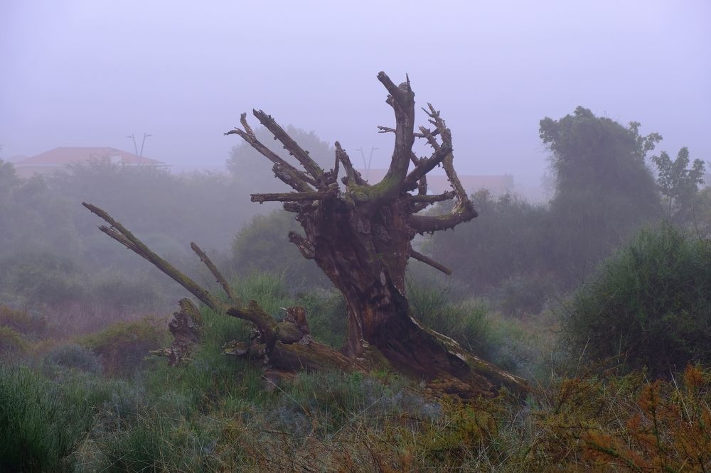 Фотография автора Dmitry