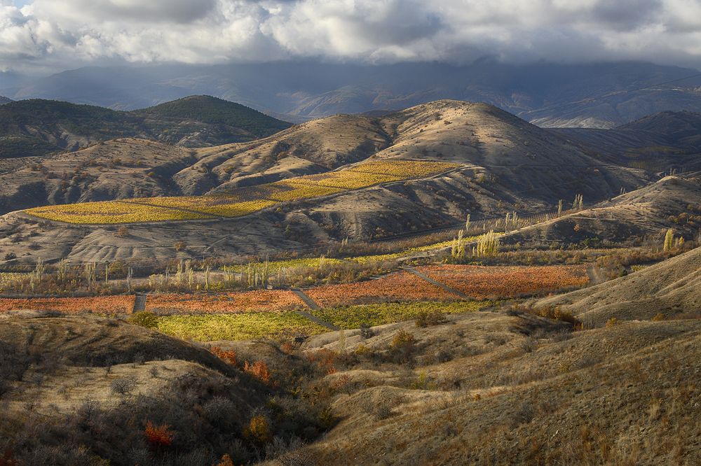 Виноградники