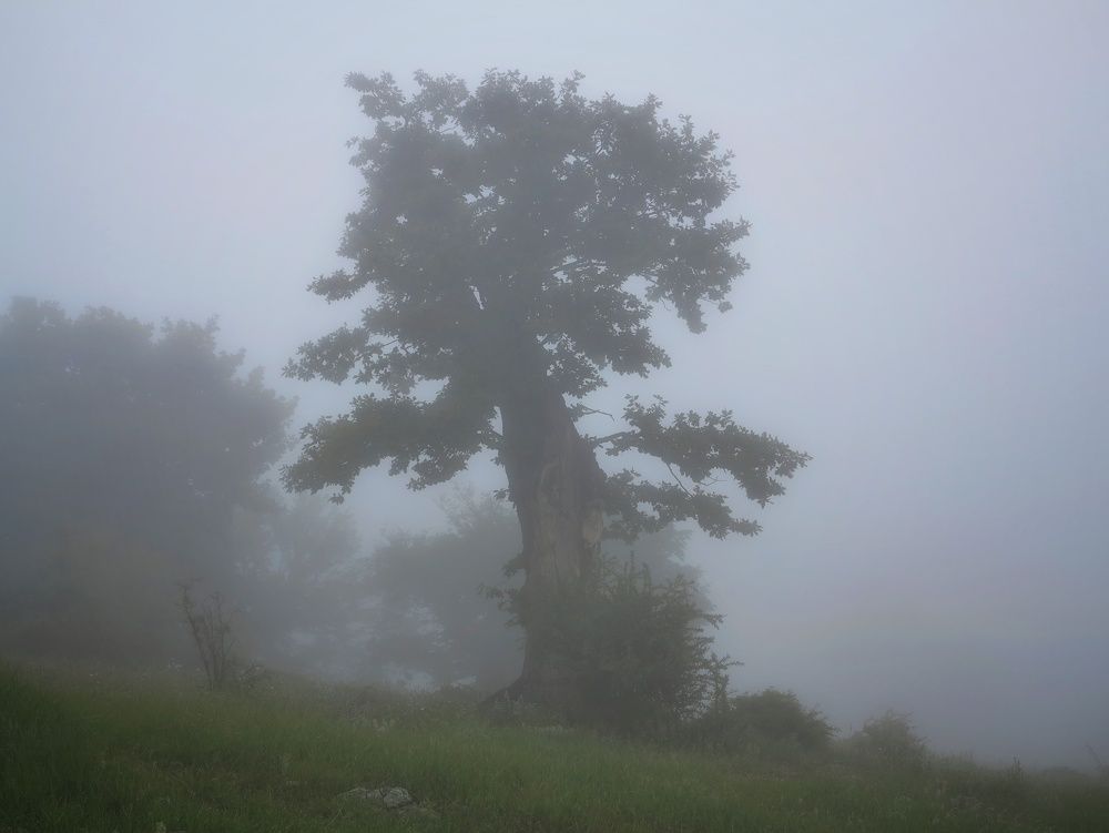 Photograph by Ольга Ларизадех