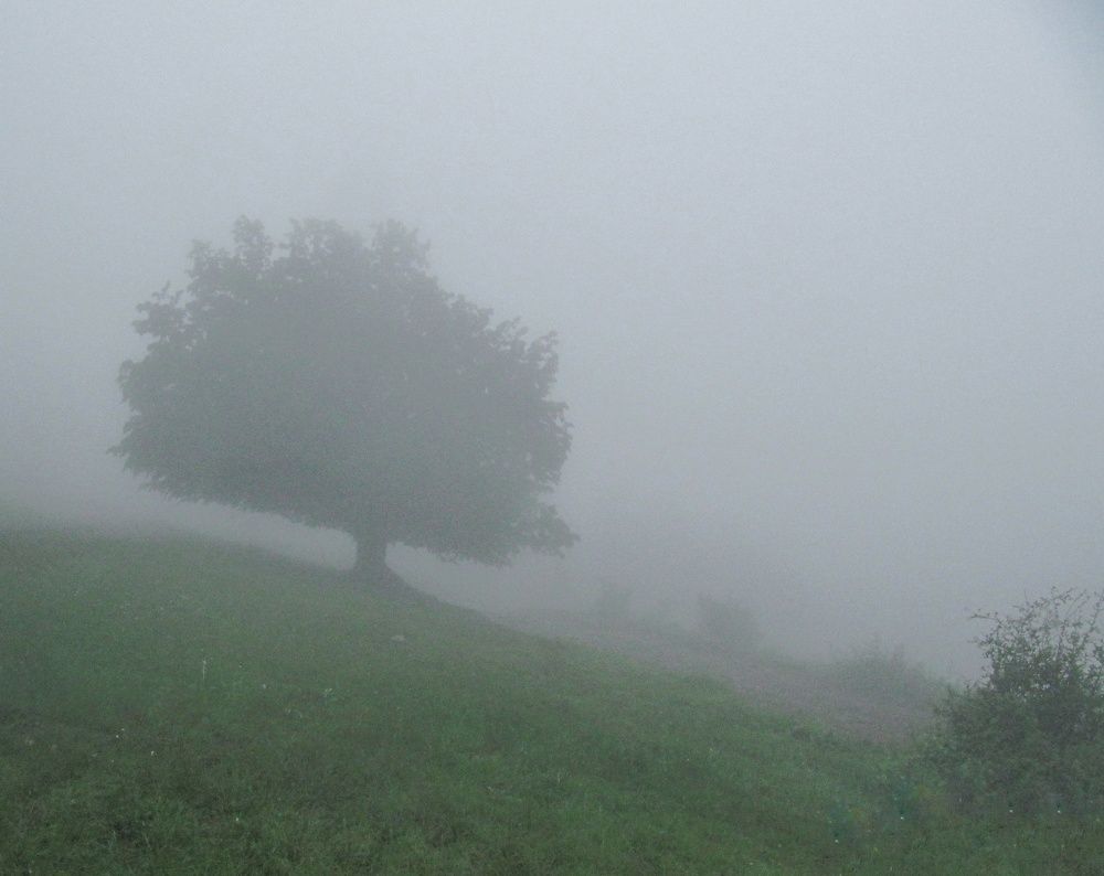 Photograph by Ольга Ларизадех