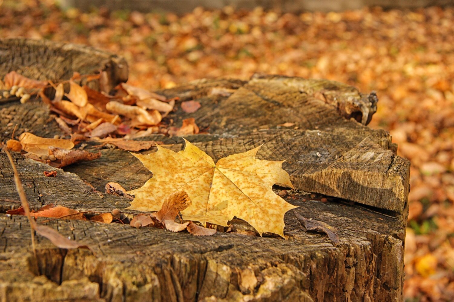 Photo #6697844