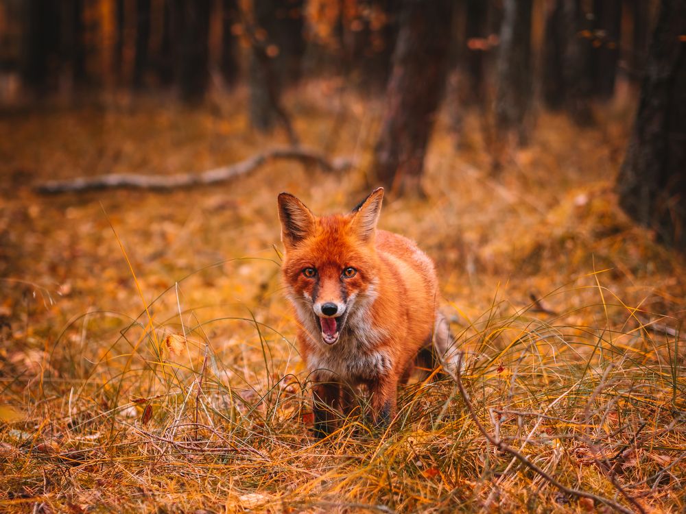 Photograph by Шихалеева