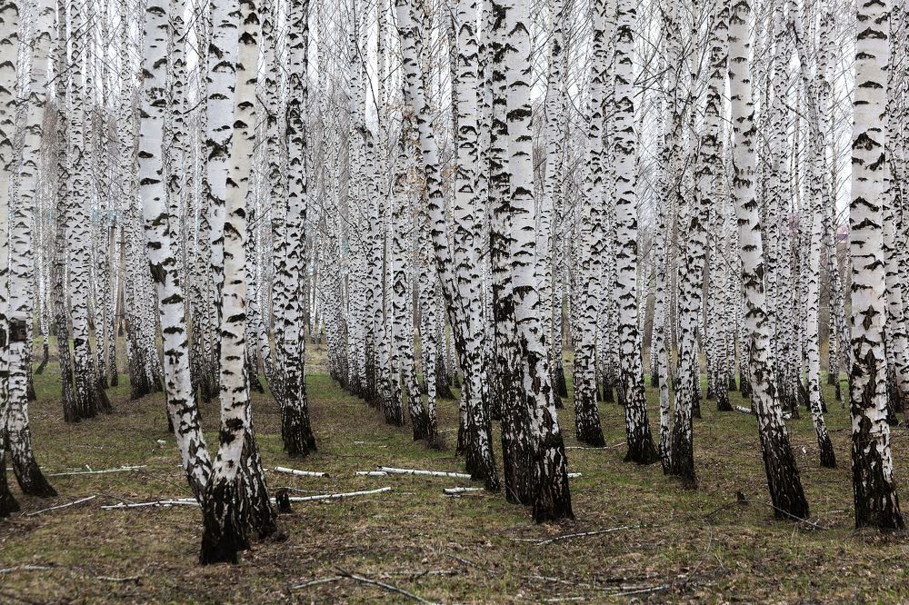 Фотография автора Рамиль Фаттахов