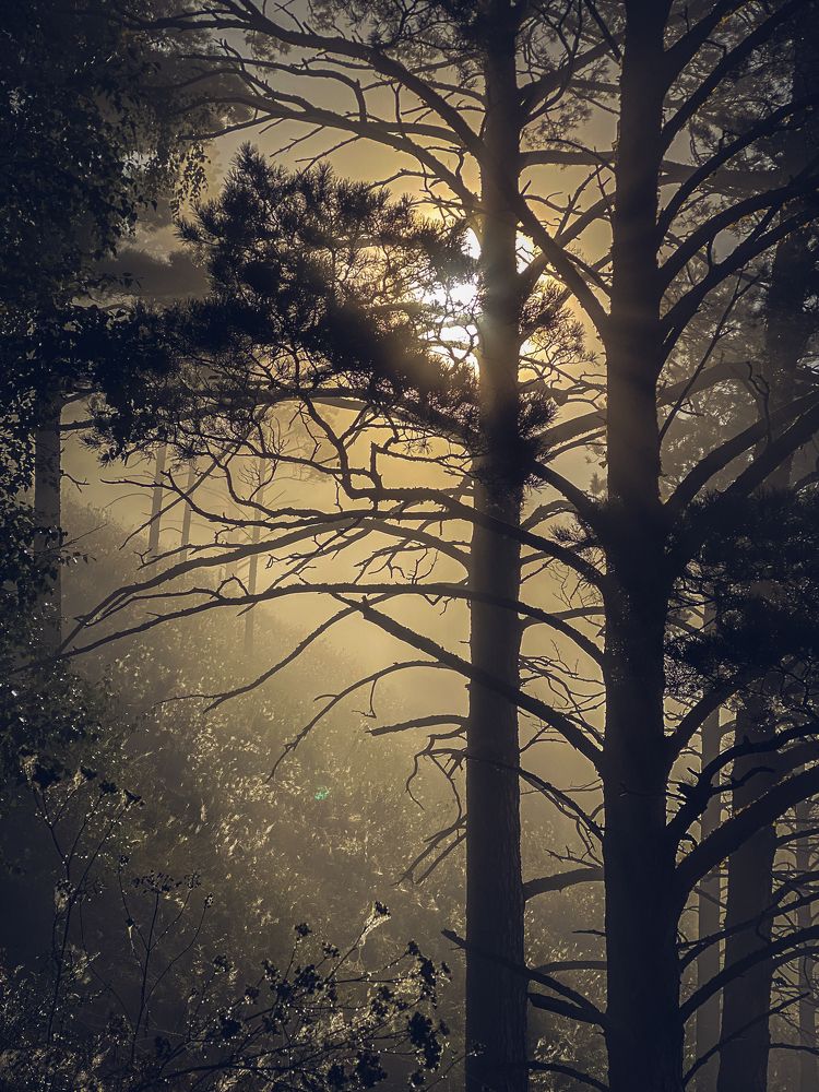 Photograph by Оксана Алейникова