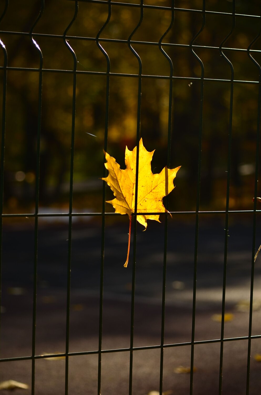 Photo #6698249