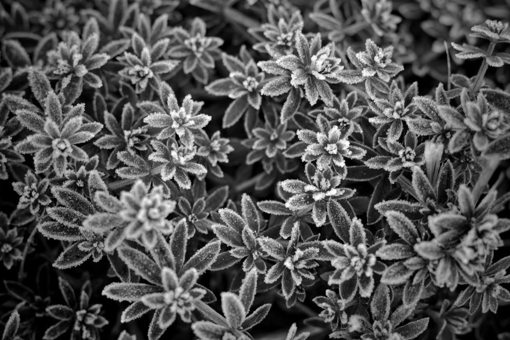 Photograph by Инна Карасева