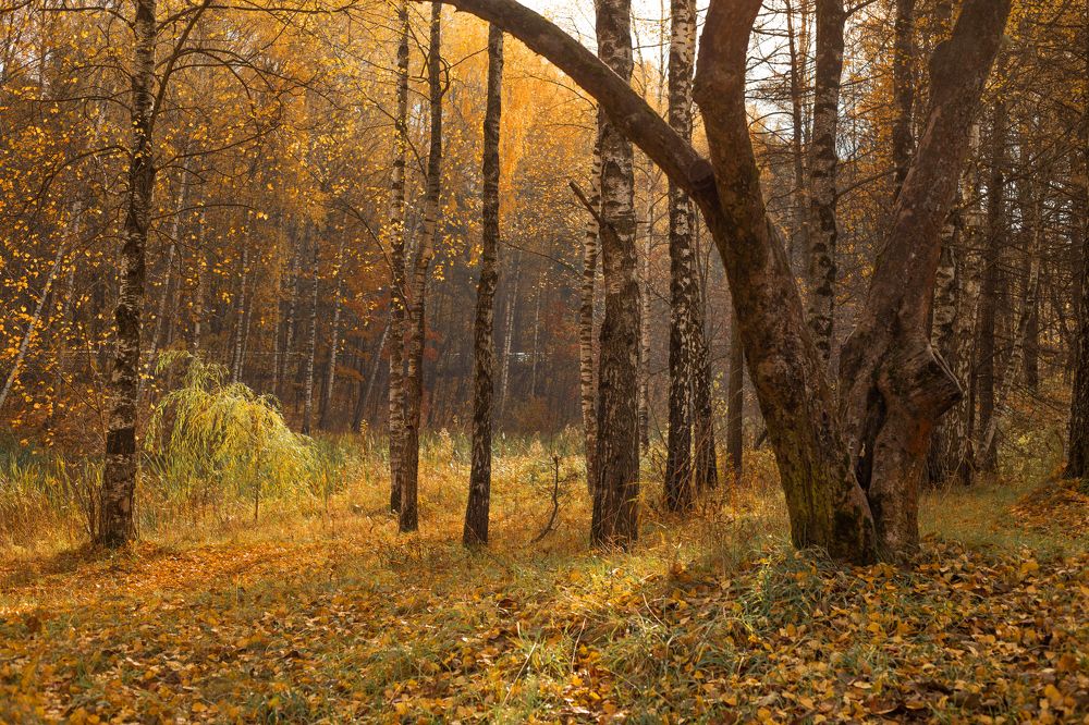 Photograph by Елена Фетисова