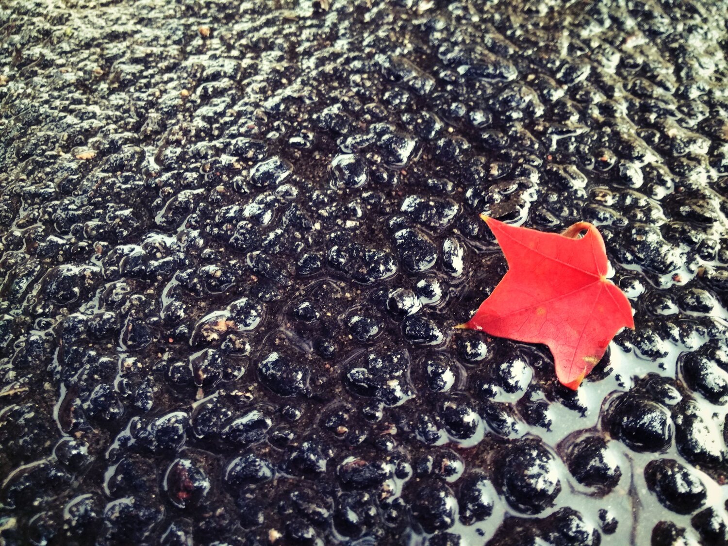 Photo #6698657
