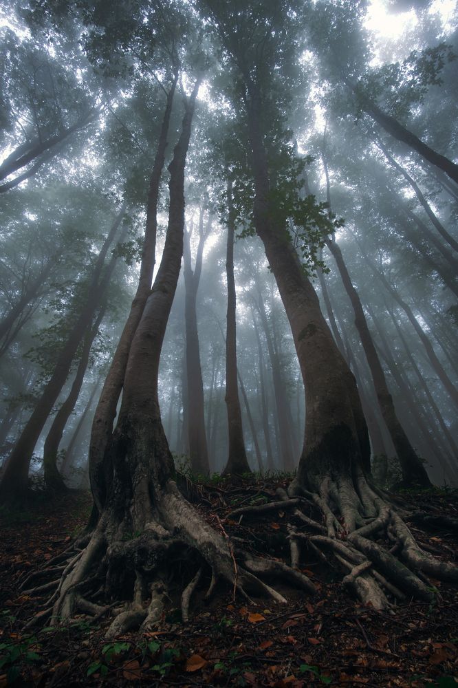 Мистический буковый лес