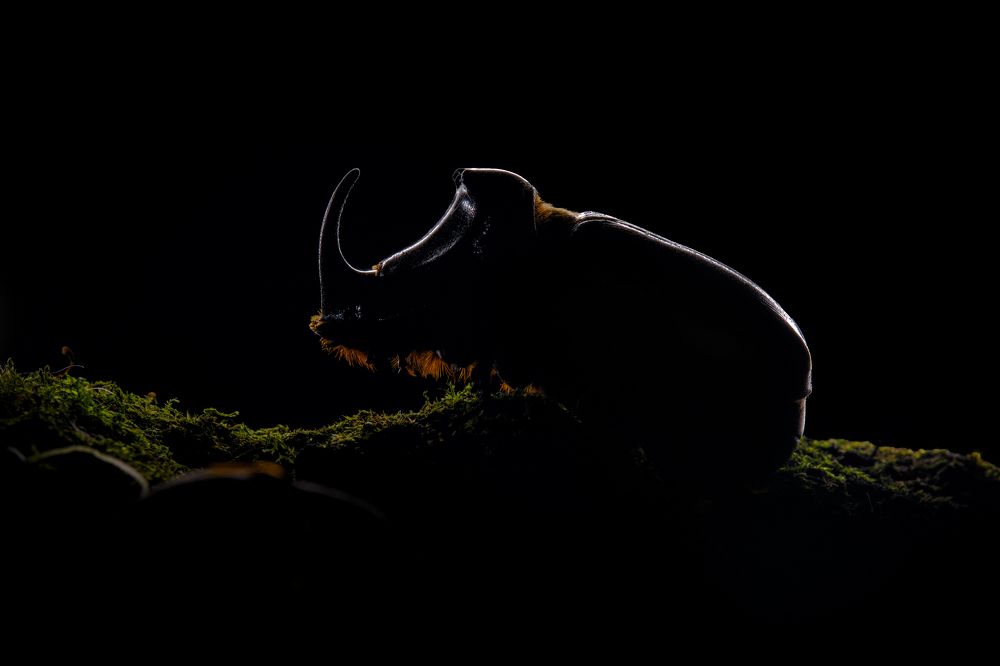 Photograph by Сергей Биденко